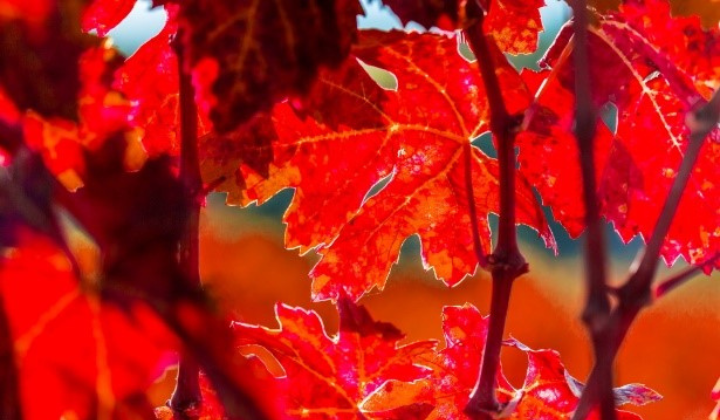 Rotes Weinlaub Rotes Weinlaub